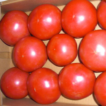 生食大玉トマト